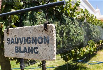 A Diversidade da Sauvignon Blanc
